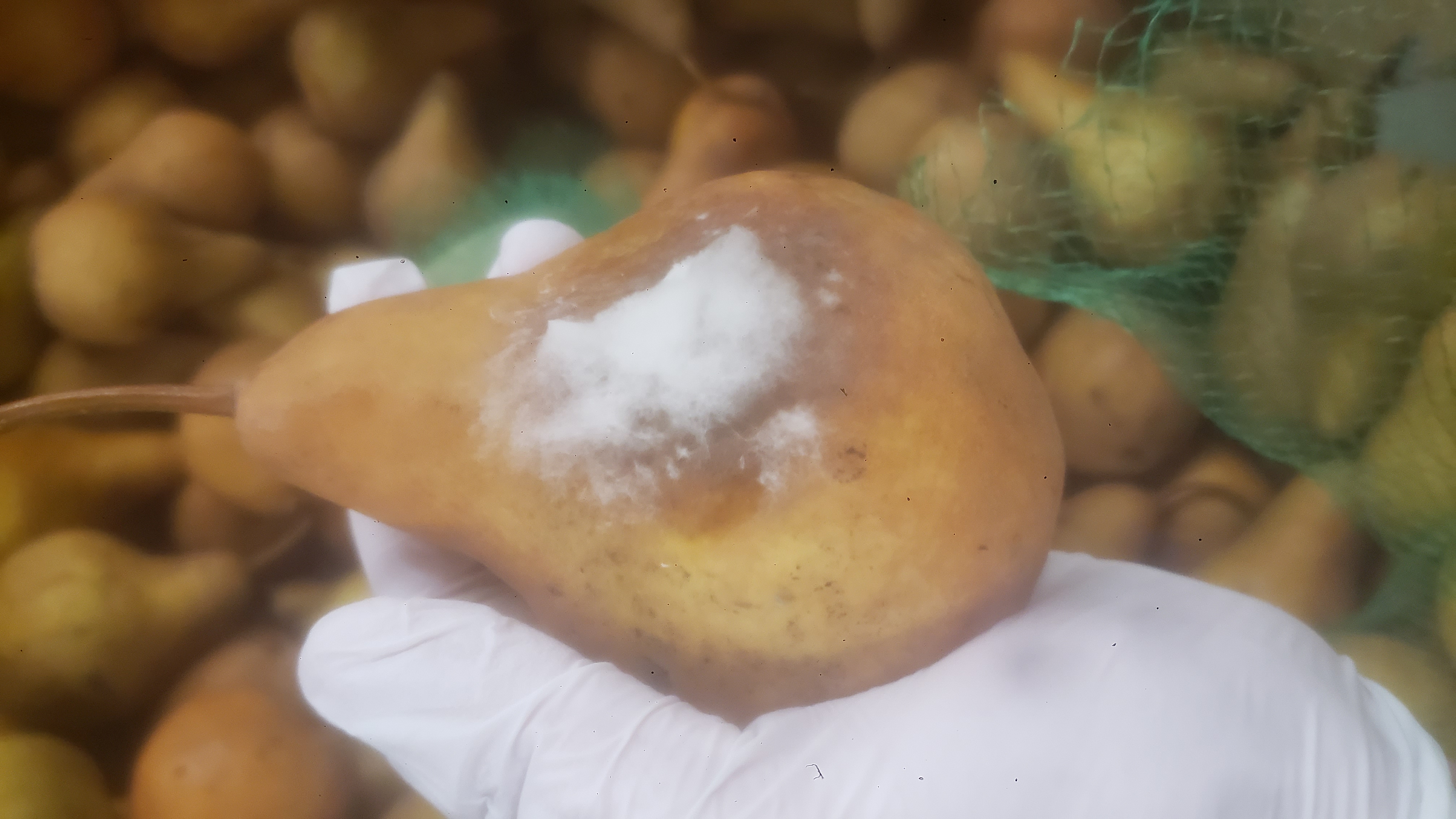 Gloved hand holds Bosc pear with white mold growing on it with more pears in the background.